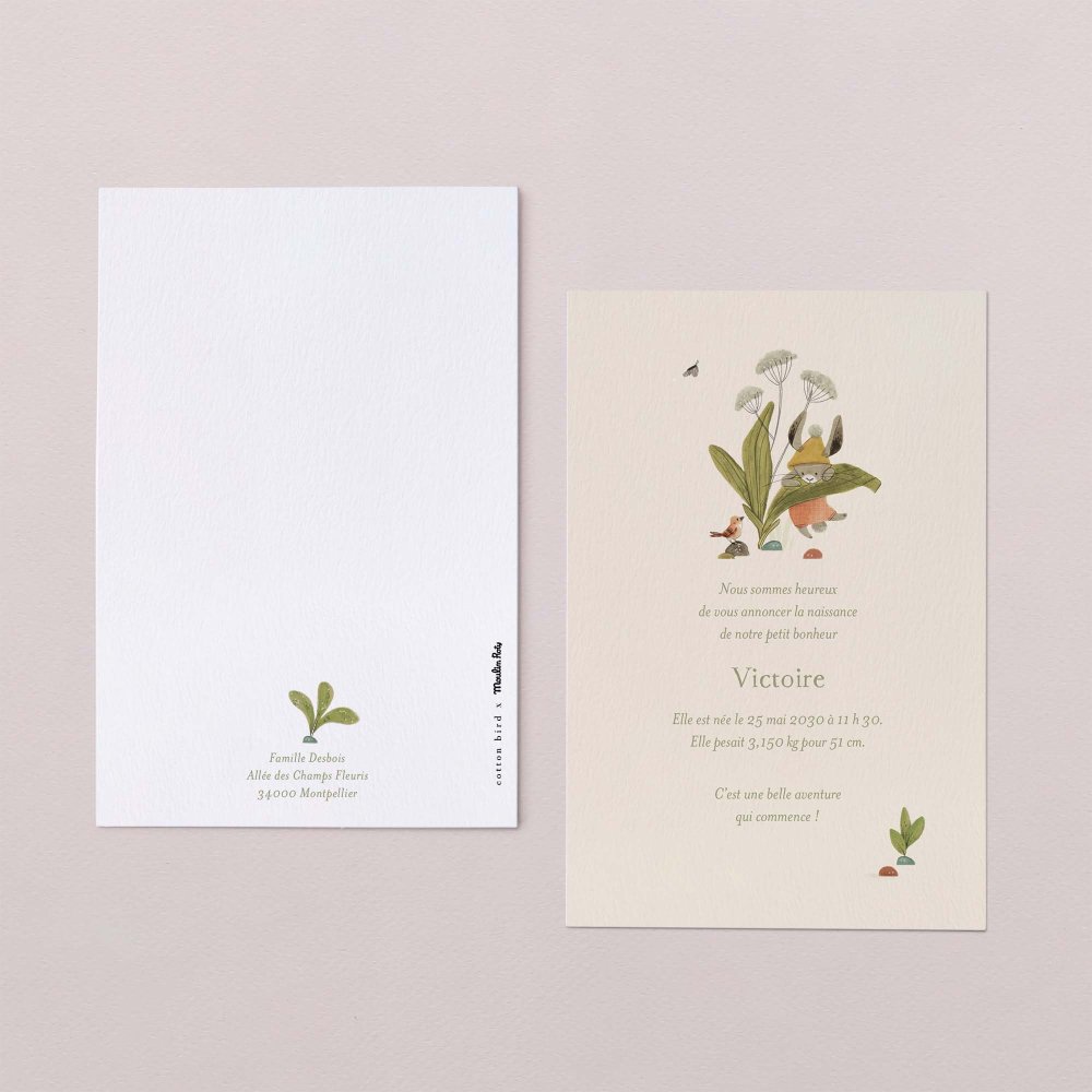 Fleur de sureau
